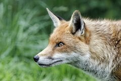 【有識者教えてください】札幌で弱ったキツネに遭遇　思わず悩んでしまう光景に「気持ちはわかる」
