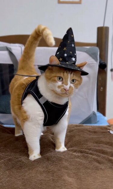 すべてが可愛い！！」猫ちゃんの魔法使い姿、みんなメロメロになって