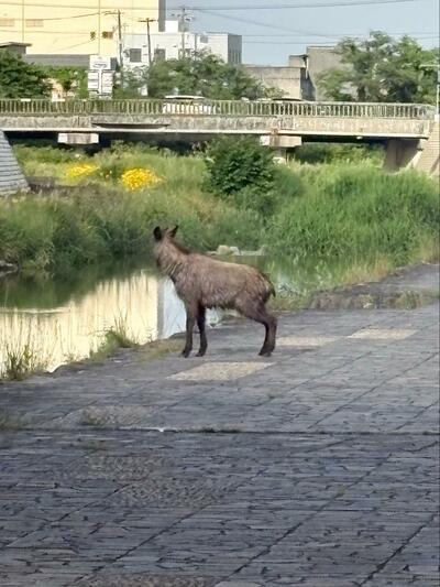 国の特別天然記念物でもある動物