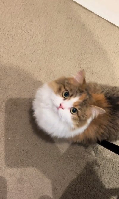 飼い主さんをジッとみつめる、猫のほっけちゃん
