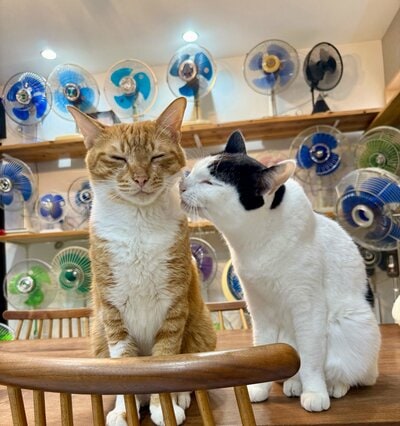 ほかの猫ちゃんも同じく幸せなお顔…！