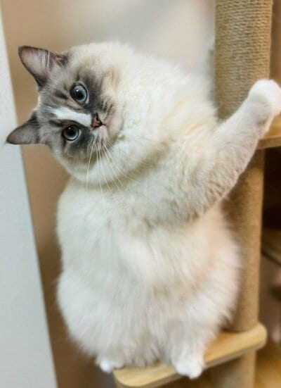 ふわふわの毛並みがかわいい