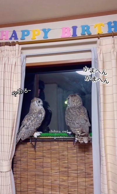 投稿動画のワンシーン