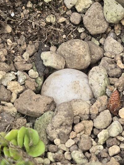 投稿の画像