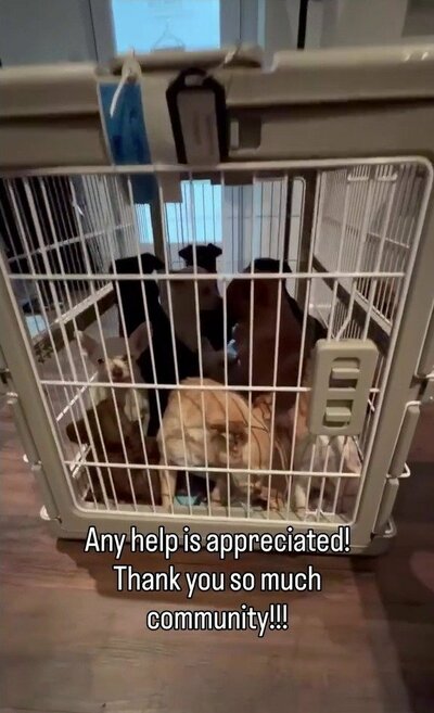フォスター先で保護される犬たち