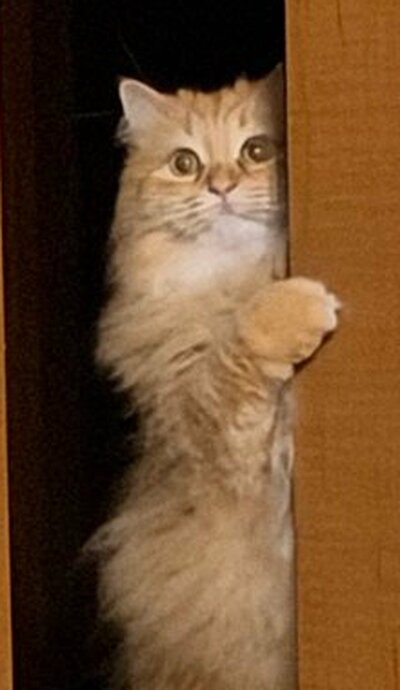 エマちゃんの立ち姿をクローズアップ