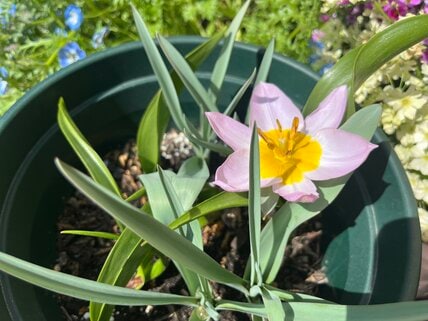 植えっぱなしで毎年愛らしい花が咲く「球根植物」3選。掘り上げ要らず