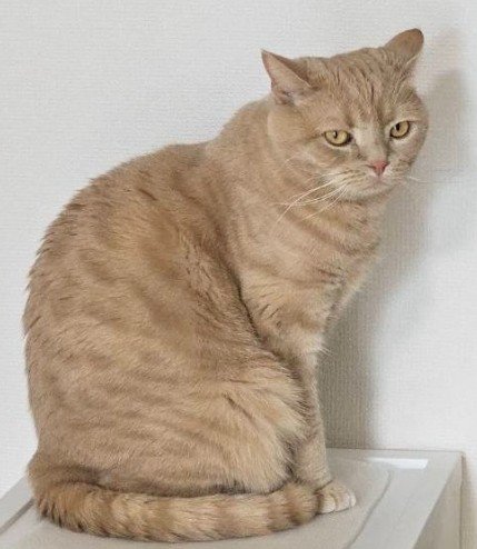 「どうやって座ってるんですか」おっとり猫の”お腹ナイナイ"した座り方に思わず二度見