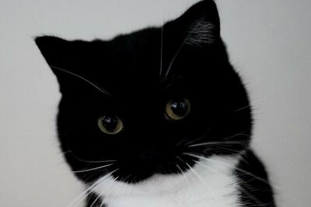 【本当なのか…？】何かを発見した猫の表情に思わず二度見　普段のかわいい顔との比較に衝撃