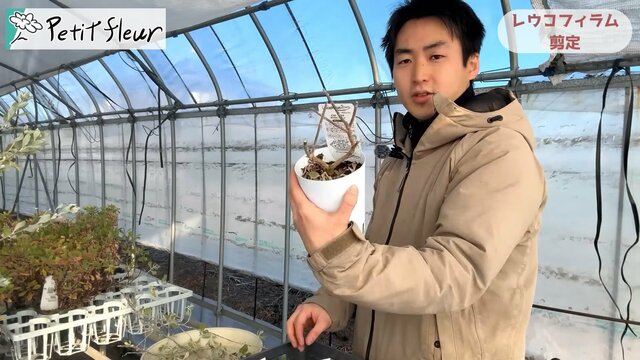 「暑さ」と「乾燥」に強い低木《レウコフィラム》剪定時期と方法＆植え替えのコツ【園芸のプロが解説】