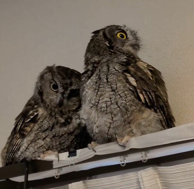 【健気なフクロウ】同居フクロウを待ち…羽繕いをしてもらったときの表情が可愛い！