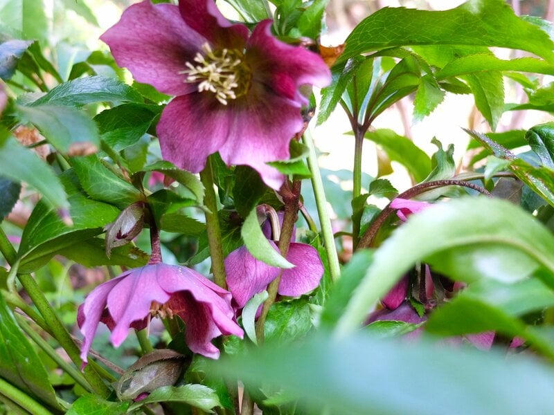 クリスマスローズ／筆者撮影