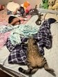 ベッドでくつろぐ家族の手前で「おっさん」のように寝そべる猫の貫禄に脱帽