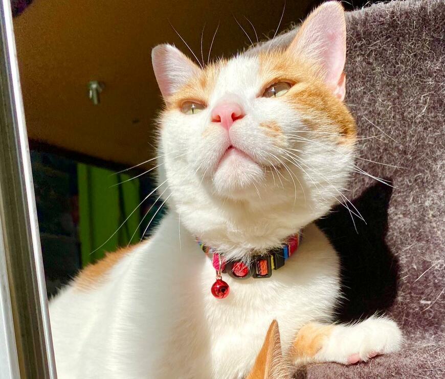 出所：@luna7taka9 