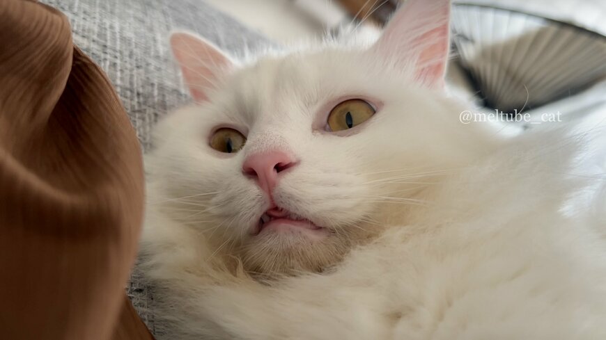 出所：@meltube_cat