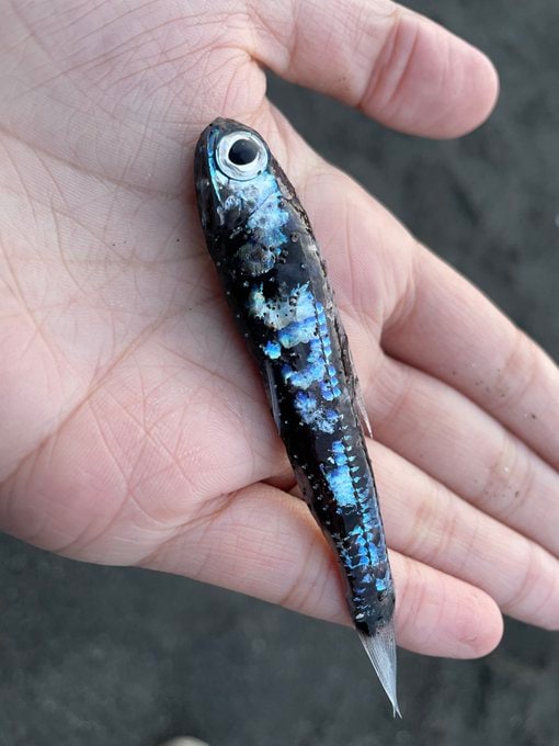 提供：@MLavcaさん