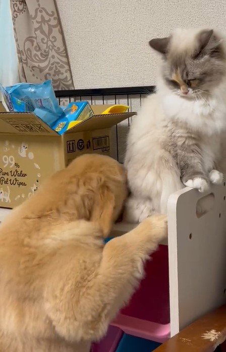 出所：@pu_channeldesu