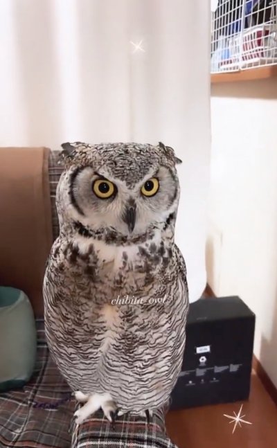 出所：@chibita_owl