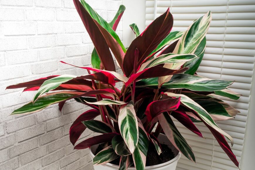 Elzloy/shutterstock.com