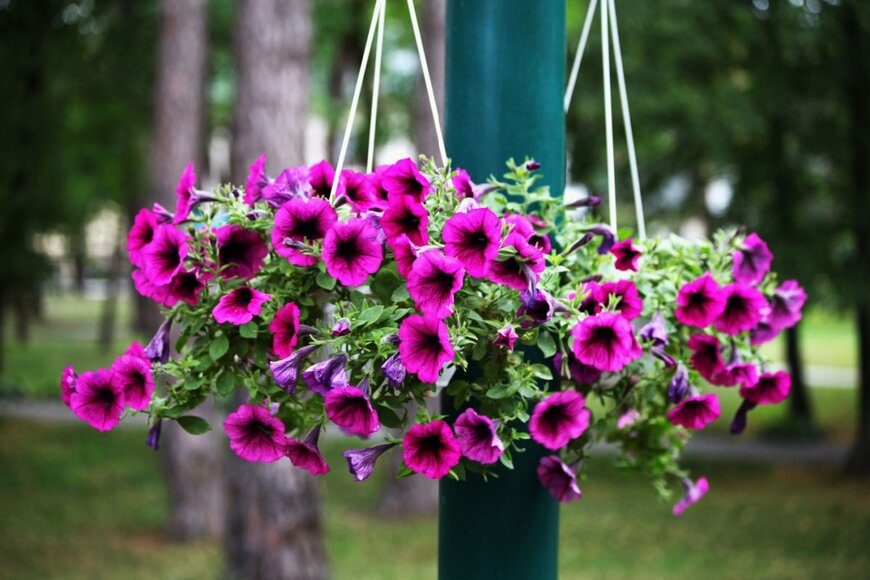 Korrizza/shutterstock.com