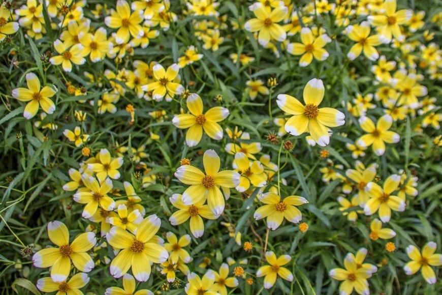 Penny Hicks/shutterstock.com