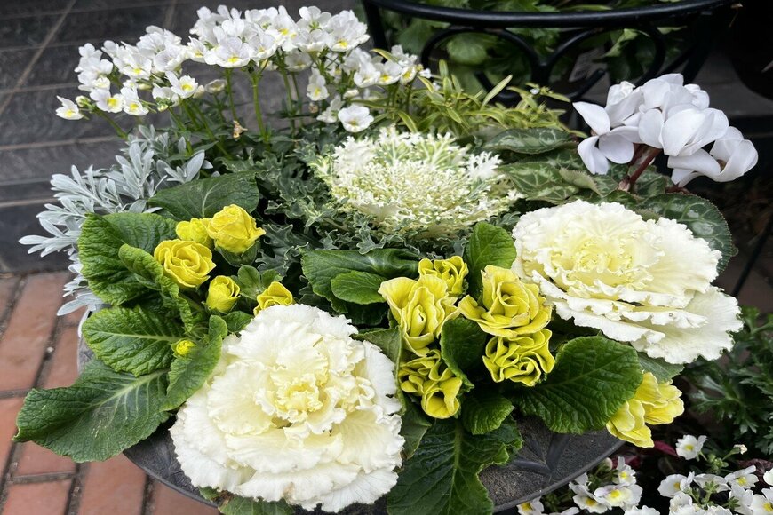 玄関先に「植えてよかった」ハボタン主役の寄せ植え！寒さに強い植物6選＆センスよく見せるコツ