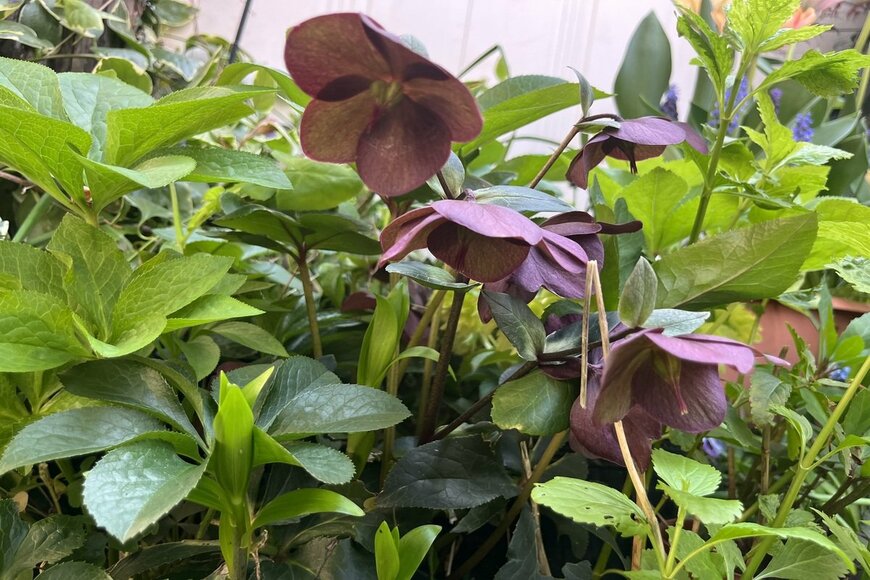 LIMOガーデニング部撮影