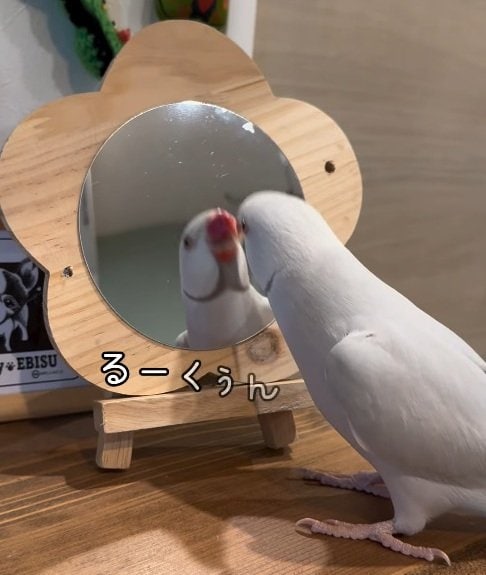 【インコ】会話してると思いきや、実は全然会話になってないインコのやりとりに何故かハマってしまう（笑）