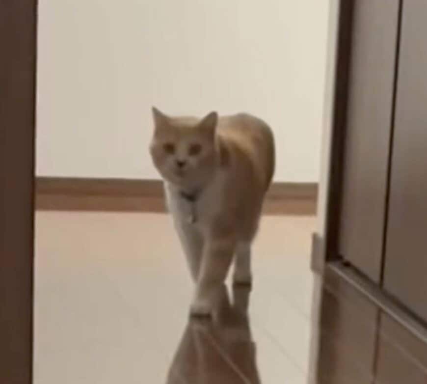 【まさか】猫が「予想外のポーズ」を披露！同居猫への面白すぎる反応に笑ってしまう