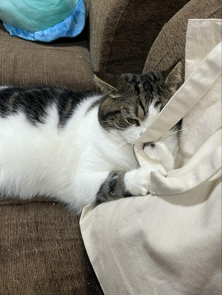 出所：@torotolo106106