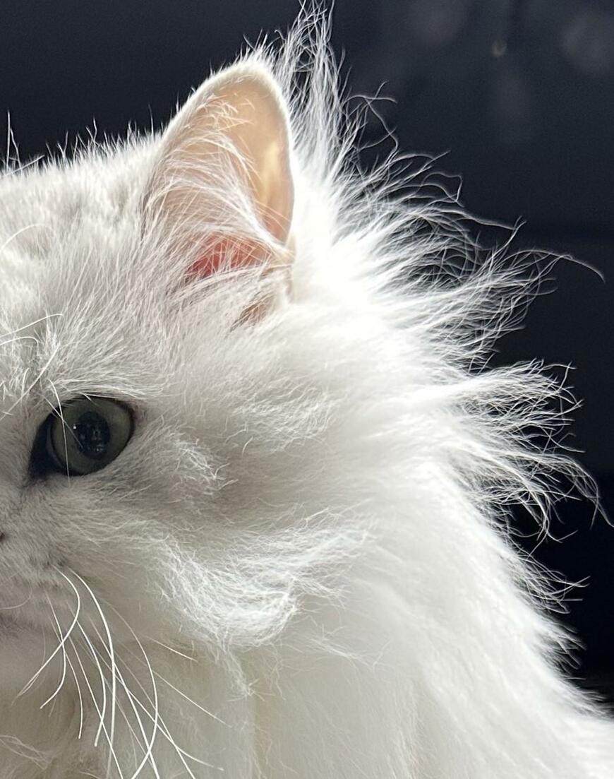 出所：@NEKOLAND13