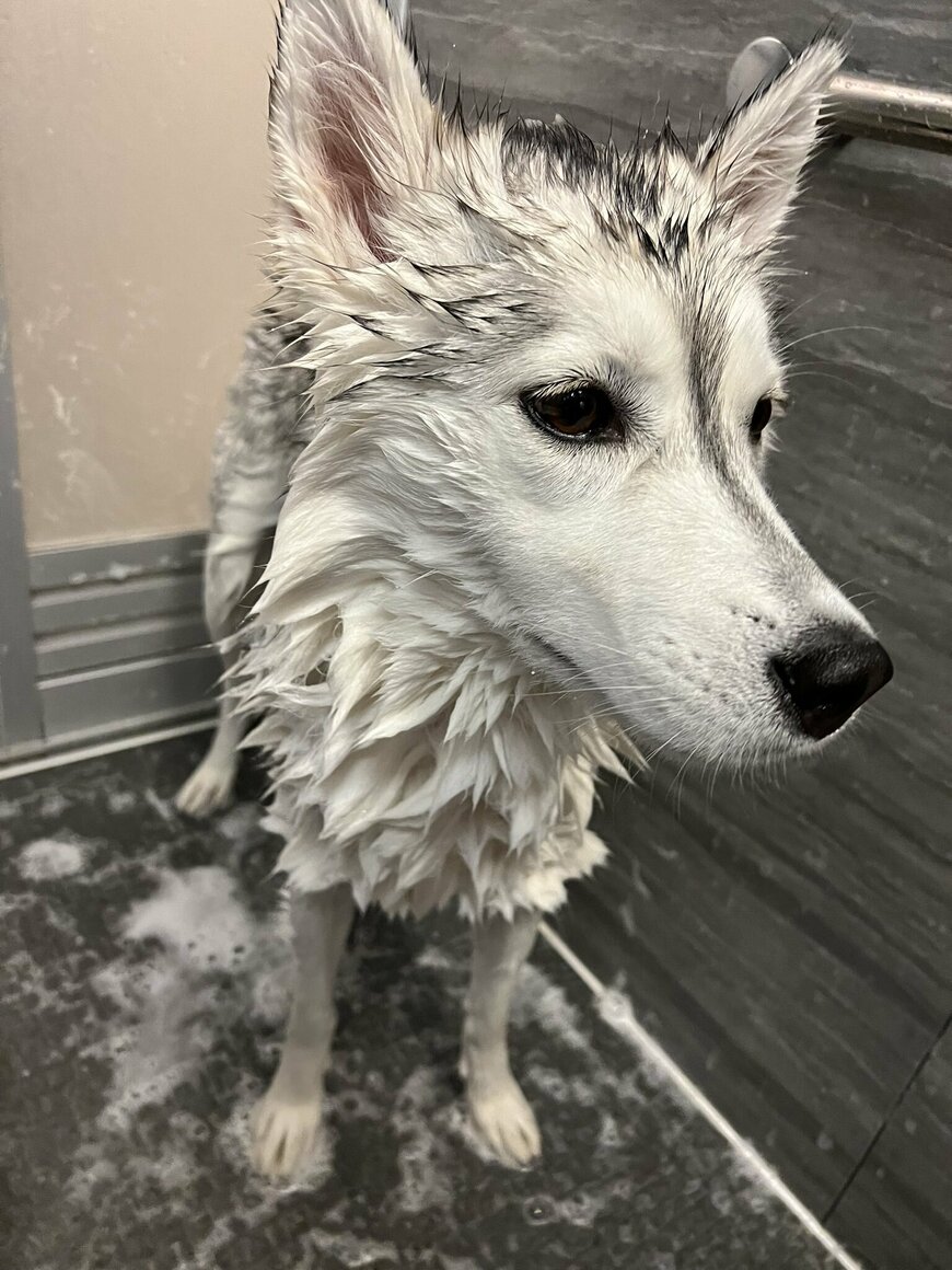 出所：@Livewithhusky