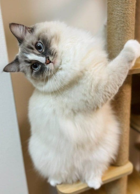 出所：@pinocute22