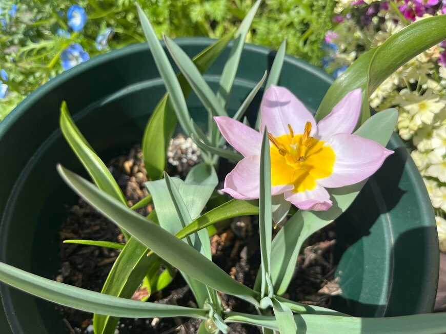 植えっぱなしで毎年愛らしい花が咲く「球根植物」3選。掘り上げ要らず