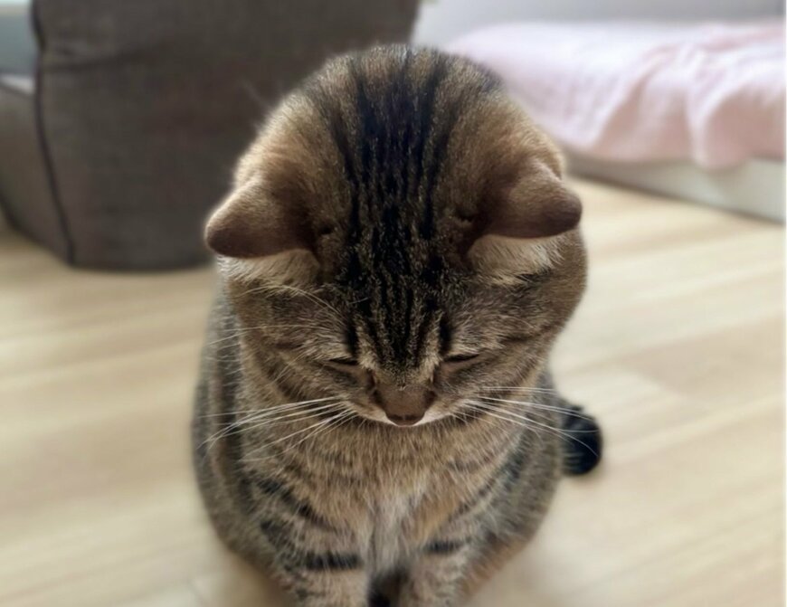 出所：@donguri_manch