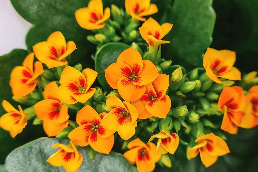 Ekaterina Verbitskaya/istockphoto.com