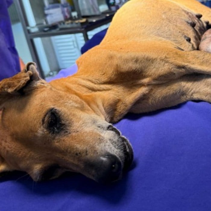 大きな腫瘍ができた犬を救助、穏やかに回復していく姿に心打たれる