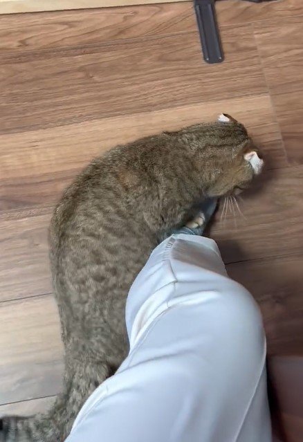 出所：@ponpokopontanu