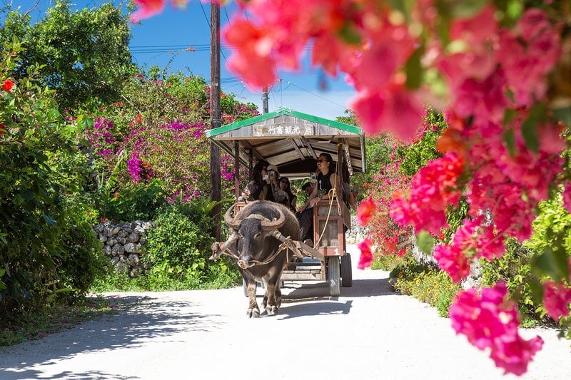 出所：Enjoy Okinawa 離島LIFE「竹富島が1年で最も華やかで魅力ある季節■2月のフラワーロード」