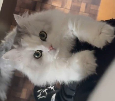 出所：@NEKOLAND13