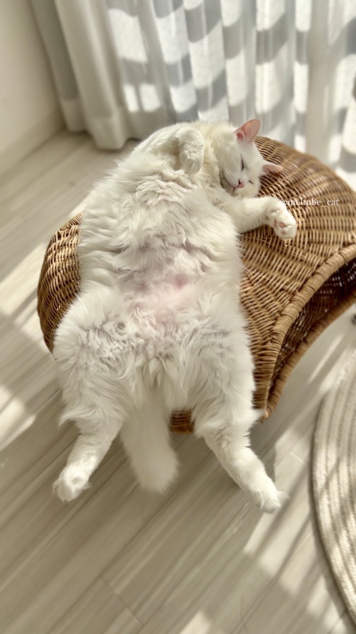 出所：@meltube_cat