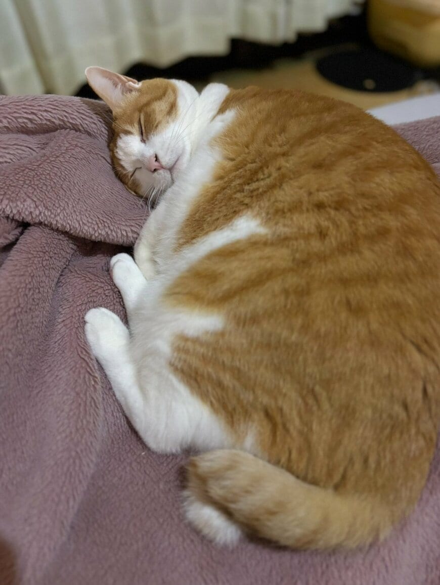 【なぜ？】予想外の“猫らしくない寝方”に思わずビックリ！可愛いドヤ顔がたまらない