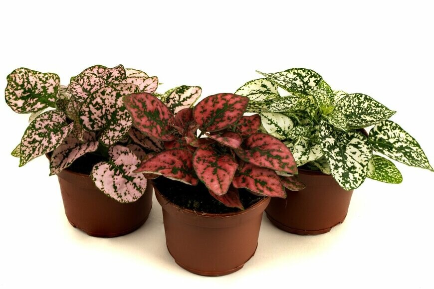 Miguelstudios/istockphoto.com