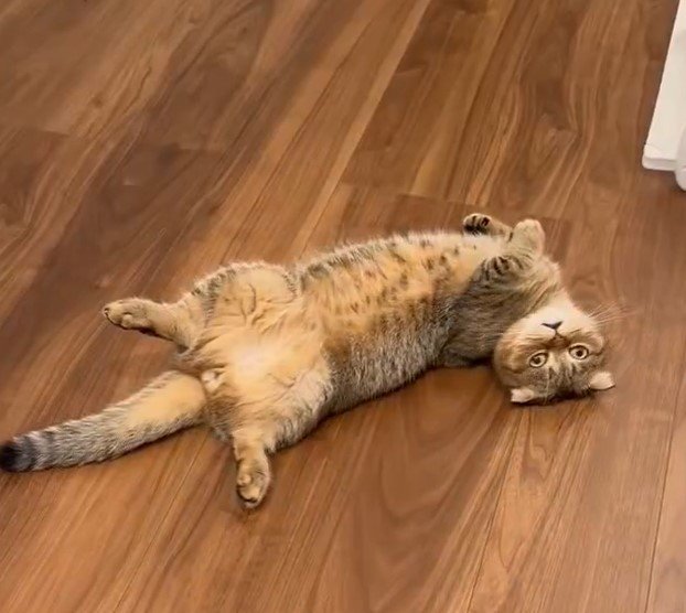 出所：@ponpokopontanu