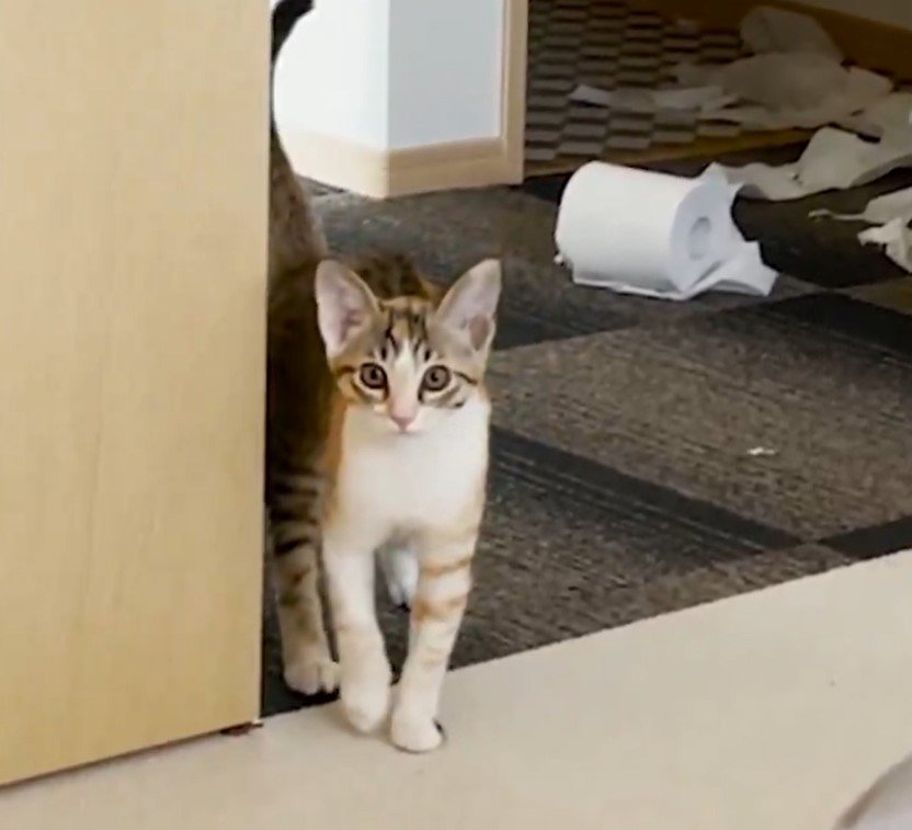 出所：@totomaru_hanmi