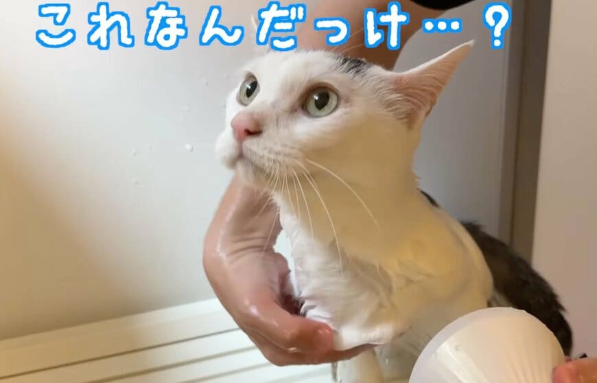 「賢くて天才！」元保護猫の〈1年ぶりのシャンプー〉の様子が可愛い「頑張ったね」「暴れずに入れてエラい」の声
