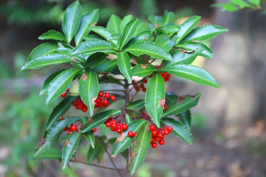 Koyama Akiko/istockphoto.com