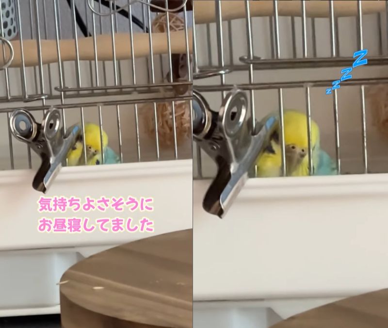 出所：@daiinkoteikoku_soraoto