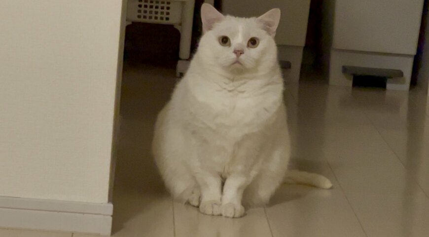 出所：@wataneko_tsuki