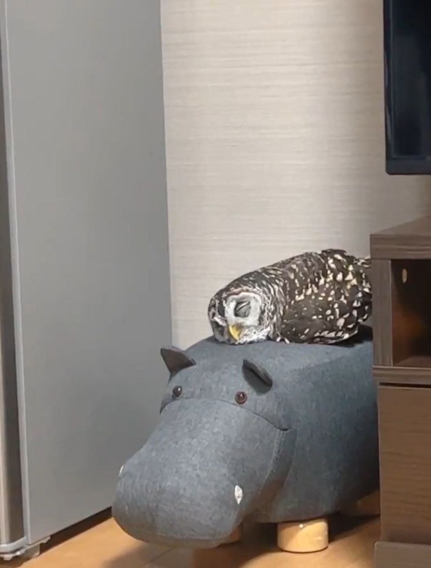 出所：@kanata_akas